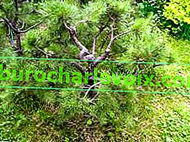 Borovice borovice