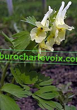 Коридалис (Corydalis bracteata)