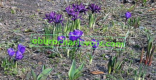 Iridodictium reticulum (Iridodictyum reticulatum) и пролетен минзухар (Crocus vernus)