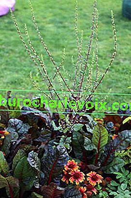 Mangold a quinoa zelenina v okrasné zahradě