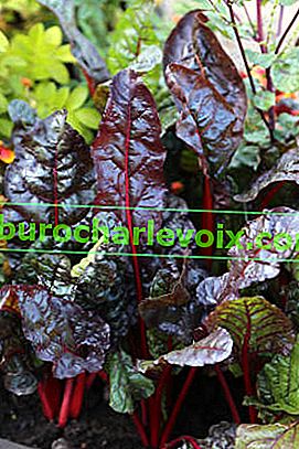 Mangold červený v dekorativní zahradě