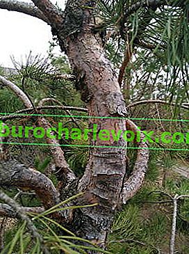Борово дърво, което е имало шишарка на 4-годишна възраст
