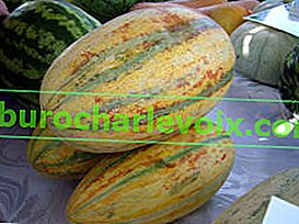 Melon Khanskaya (Amerika)