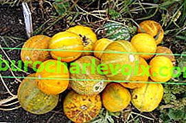 Meloun Sheker (kultivar Khandalyak)