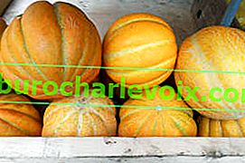 Meloun etiopský (odrůdový typ melounu Charente)
