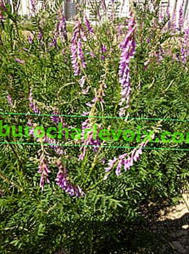 Alpski pennyweed (Hedysarum alpinum)