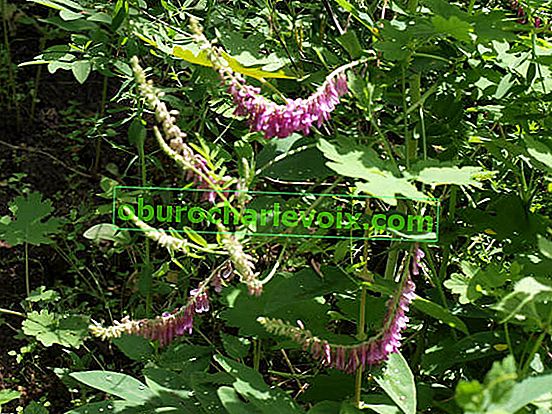 Alpski pennyweed (Hedysarum alpinum)