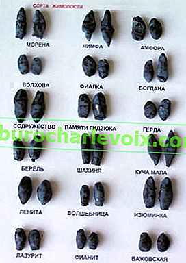Орлови нокти форма на плодове от различни сортове