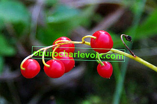 Майска момина сълза (Convallaria majalis), плодове