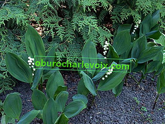 Květná konvalinka (Convallaria majalis) 