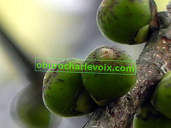 Ficus posvátný (Ficus religiosa), pseudo-plody - Siconia