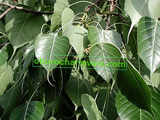 Фикус свещен (Ficus religiosa), листа с изтеглен връх