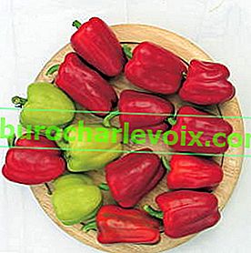 Nejlepší odrůdy sladké papriky pro otevřené a filmové přístřešky