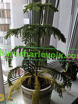 Araucaria varifolia