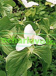 Trillium camschatcense