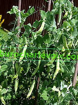 Zeleninový hrášek (Pisum sativum)