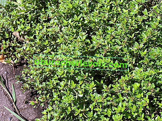 Plazivý tymián (Thymus serpillum)