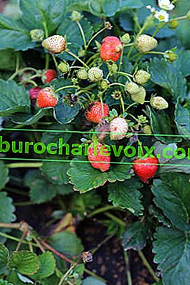 Garten Erdbeere Lecker F1