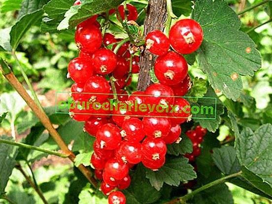 Червено френско грозде Ася