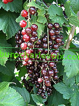 Червено френско грозде Viksne