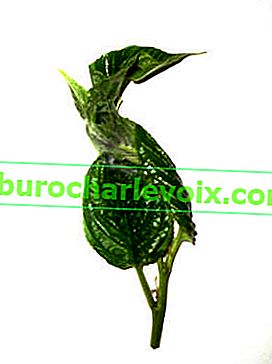 Листа на имеретинския бродник, усукани от ларвата на листния червей