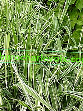 Falaris reed variegata