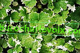 Ivy budra variegata