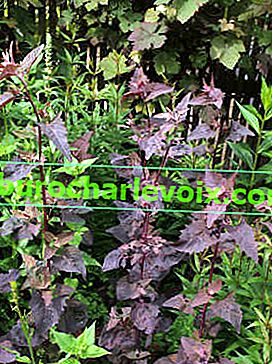 Лобода садова Purpurea