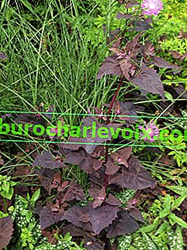 Garten Quinoa Purpurea