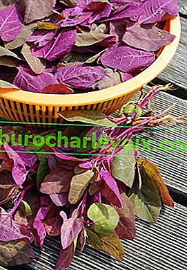 Quinoa zahradní (Atriplex hortensis)