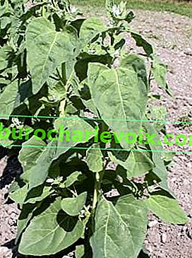 Vrtna kvinoja (Atriplex hortensis)