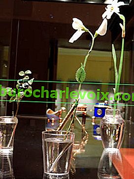Blumen und ein Zweig Blaubeeren in einem Glas.  Russland.  Faberge