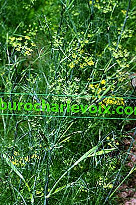 Fenykl obecný (Foeniculum vulgare)
