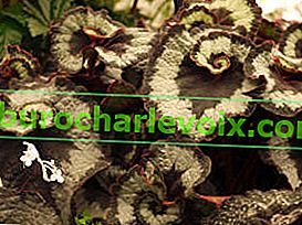 Begonia Royal Escargot