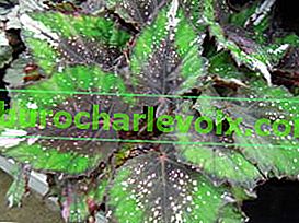 Královská Begonia Beleaf African Jungle