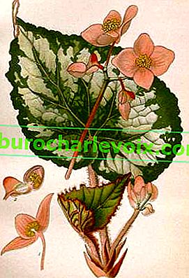 Бегонія королівська (Begonia rex)