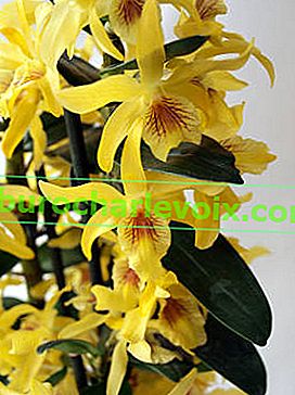 Dendrobium hybridní hvězdný prach