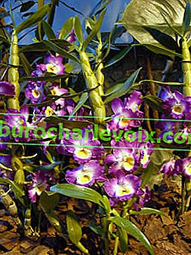Dendrobium edel