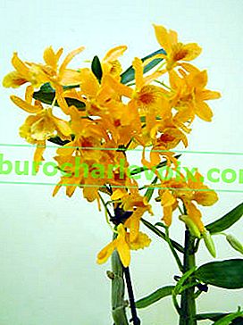 Dendrobium Hybrid Orange Royal