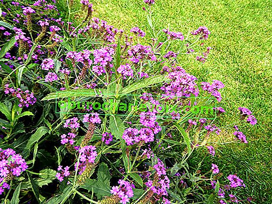 Verbena rigida Santos Purple