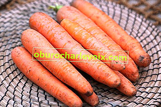 Reinigung und Lagerung von Karotten