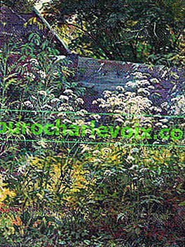 И. И. Шишкин.  Ъгъл на обрасла градина.  Сънуването е билка.  1884. Масло върху платно.