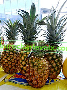 Ananas různých odrůd na pultu