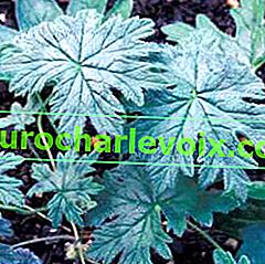Pelargonium articulatum - листа