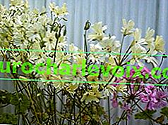 1993 Položlutá zonarctic Pelargonium