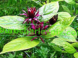 Калікант квітучий (Calycanthus floridus)