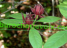 Kvetoucí calicant (Calycanthus floridus) Margarita