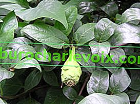 Плодороден каликант (Calycanthus floridus var. Glaucus syn. Calycanthus fertilis)