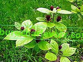 Kvetoucí kalikant (Calycanthus floridus)