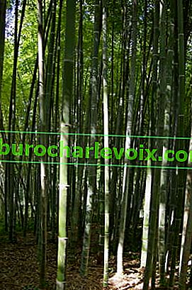 Bambus - dokonalost pánů